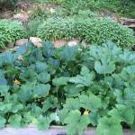 home-grown organic produce