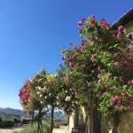 Rose Garden at The Retreat