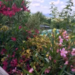Oleanders at the Retreat