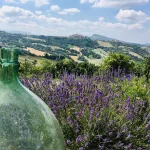 Lavender in bloom